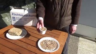 Tauben / Pigeons / Мои голуби / Germania / 27.02.2016 / Подробнее про корм для голубей.