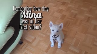 White Siberian Husky Puppy - Mina Growing Up