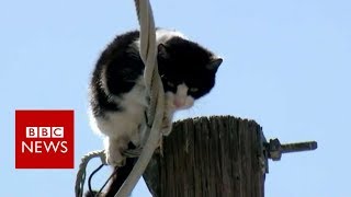 Cat stuck up pole draws huge audience - BBC News