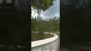 #Kuasa Allah SWT, telah ditemukan Masjid yang sangat indah ditengah hutan