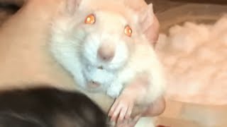 Genius rat learns to fetch like dog