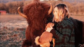 1,200-pound blind bison becomes a nanny for orphaned animals