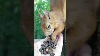 Ещё раз помазал глаз белке с глазиком / I'm trying to treat a squirrel again