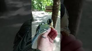 Молодые синицы / Titmouse