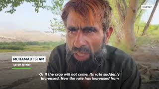 Opium farmers claim drug 'flourished' since Taliban takeover