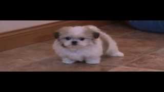 Malshi.puppy.A3