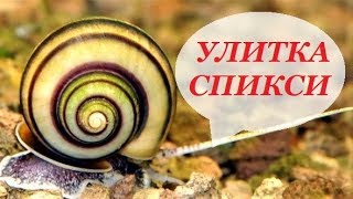 Улитка Спикси-Эльф разведение, содержание, уход в аквариуме Asolene spixi