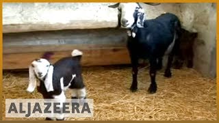 ??Iranian scientists clone goat | Al Jazeera English