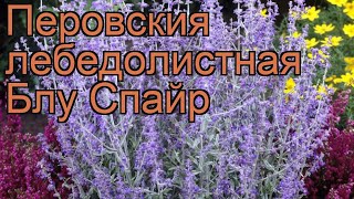 Перовския лебедолистная Блу Спайр (perovskia) ? обзор: как сажать, рассада перовскии Блу Спайр