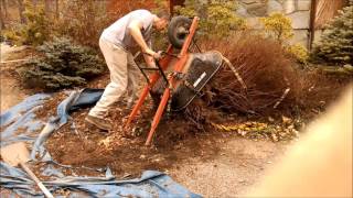 Rough Bush Transplant! Spirea japonica