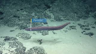 Undulating Cutthroat Eels Show Off Wide Jaws | Nautilus Live