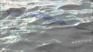 Swordfish on the beach