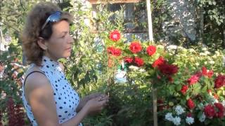 Вредитель роз - розанный пилильщик. Сайт sadovymir.ru