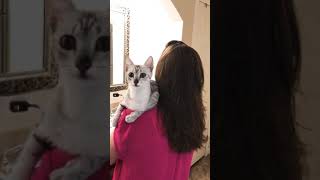 www.egyptianmauspippskittens.com Shoulder riding Mau