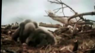 Filhote de águia mata o próprio irmão. Regra da natureza , sobrevive o mais forte !!!!