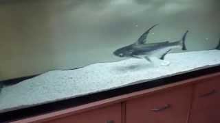 Pangasius sanitwongsei HD ( shark attack ) Lumix Fz45 n°1
