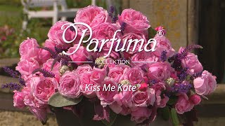 Sortenporträt Parfuma Duftrose 'Kiss Me Kate ® '