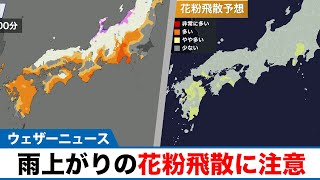 雨上がりの花粉飛散に注意