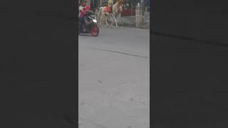 Kuda pintar