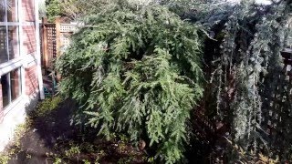 Weeping Canadian Hemlock / Tsuga canadensis 'Sargentii'