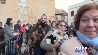 Bendición de San Antón de Ciudad Real 2020