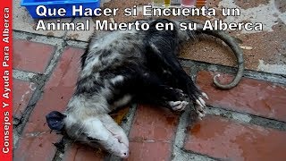 Que Hacer si Encuentra un Animal Muerto en su Alberca