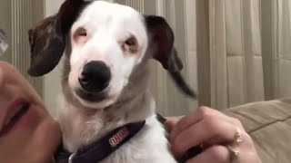 Blind, deaf dog chirps like bird to get attention