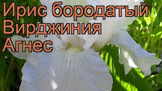 Ирис бородатый Вирджиния Агнес (iris) ? обзор: как сажать, рассада ириса Вирджиния Агнес