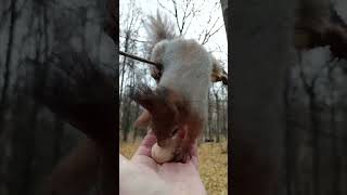Ловкая белка / Nimble squirrel