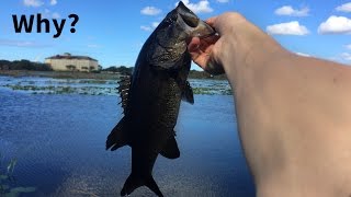 A Completely BLACK Bass?? HOW?? | TylersReelFishing