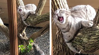 Weekly Funny Cats ???? And Dogs ???? Videos - Try Not To Laugh!