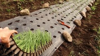 Как вырастить лук из семян (чернушки)/Zwiebeln anbauen: Samen, Aussaat, Pflege/Cebollas de semilla