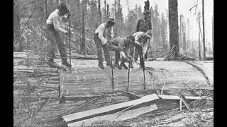 Tsuga canadensis
