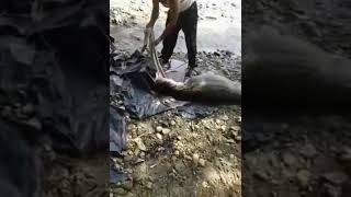 Python eats Pig
