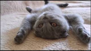 Шотландская вислоухая кошка - Funny cute scottish fold kitten