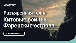 Разъяренная толпа | Китовые войны: Фарерские острова | Discovery