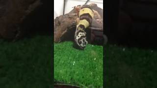 geco leopardino