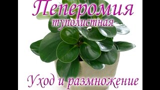 Пеперомия туполистная. Уход и размножение.