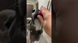 Hobbes Gets a Berry Tasty Treat - Cincinnati Zoo #shorts