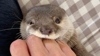カワウソさくら スルメのように噛み続けてくるカワウソと特に気にしない飼い主 otter who keeps chewing and an owner who doesn't care