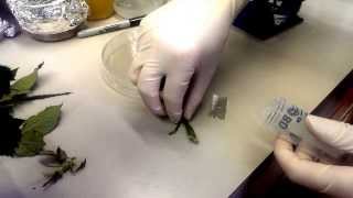 Rose tissue culture propagation