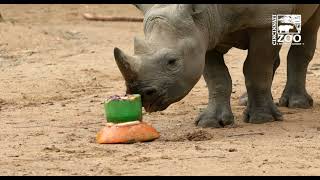 Black Rhino Ajani Joe Celebrates His 2nd Birthday - Cincinnati Zoo