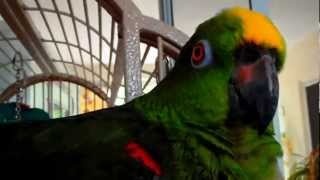 TALKING Parrots singing bird - говорящий попугай учим английский I Love you 23.02.2012