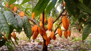CACAO ELITECC SUPER ARBOL DANIEL DARWIN CAÑAR MONTENEGRO 2016 0069 DARCAMON