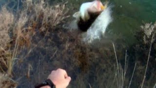 Black Bass: Ataque en directo con Zoom Mini lizard