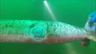 DIVE 2015 06 07 Карьер Малин 100 Дайв NIK