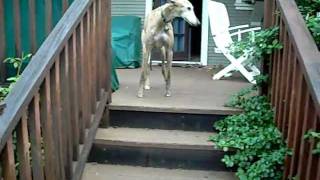 Greyhound dog runs to his favorite chair