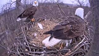 Eagle cam: Eagles swap places after egg hatches at Codorus State Park, Hanover, PA