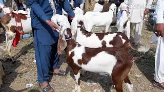 (36).26.2.2019.03368056786.03167478083.raet wali vedeo keya bat hai bakra mandi pol kambar .