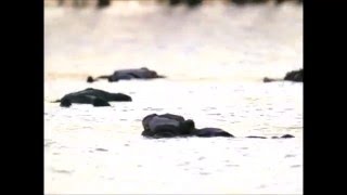 Убийство невинных. Мы чувствуем одинаково...